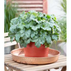 Heuchera (Heuchera villosa) ‘CARNIVAL COCOMINT’® - kont.C2L